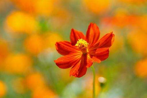 Orange cosmos field, JPG