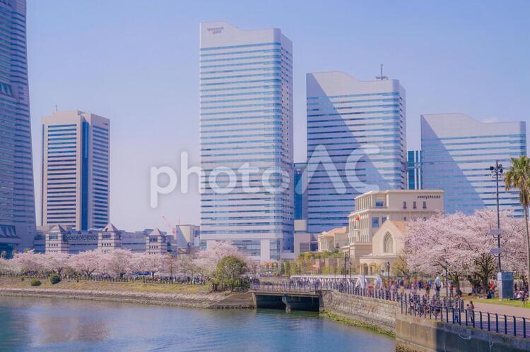 満開の桜と横浜みなとみらいの街並み 桜,春,満開の写真素材