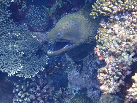 ドクウツボ ドクウツボ 海,沖縄,シュノーケリングの写真素材