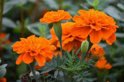 African Marigold, JPG African Marigold, JPG