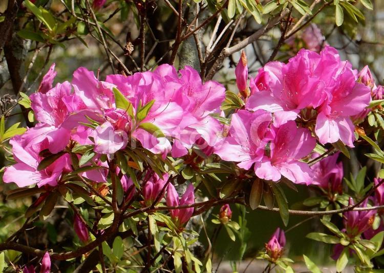 【花の写真】ツツジの花 ツツジ,つつじ,躑躅の写真素材