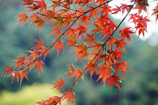 赤く紅葉したモミジ4 モミジ,紅葉,紅葉狩りの写真素材
