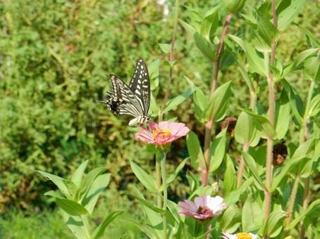 【昆虫写真】アゲハ蝶 【昆虫写真】アゲハ蝶 アゲハチョウ,揚羽蝶,自然の写真素材
