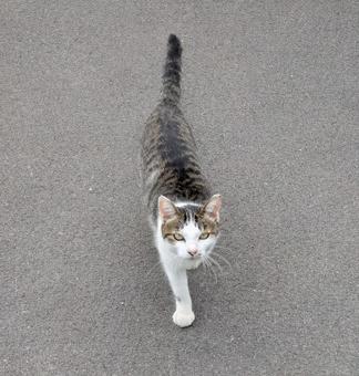 ご用ですか？ 猫,ペット,愛玩動物の写真素材