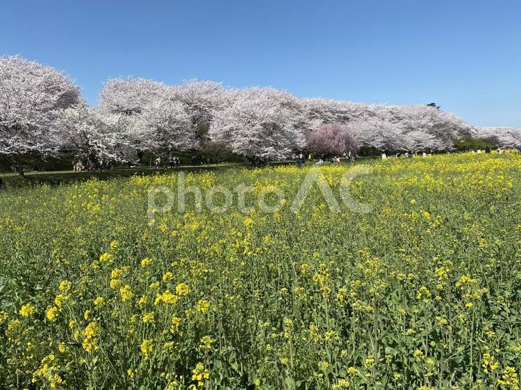 桜並木と菜の花 春,桜,菜の花の写真素材
