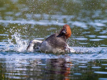 池を泳ぐホシハジロのオス ホシハジロ,鴨,野鳥の写真素材
