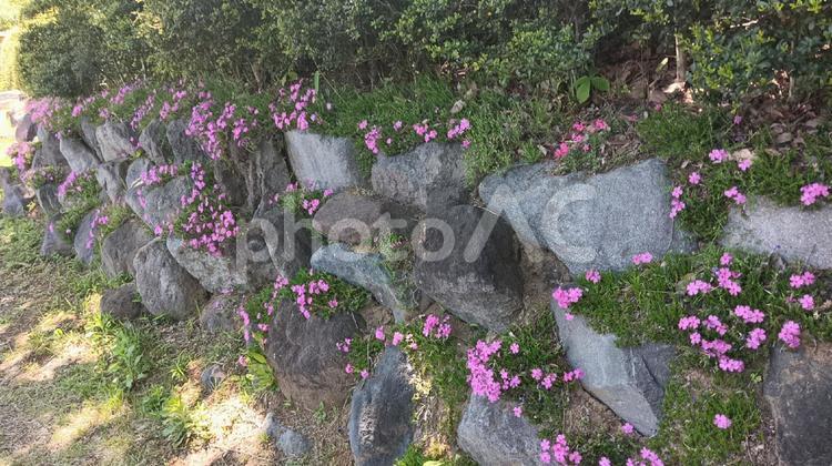 石垣に生える芝桜 春,昼,石垣の写真素材