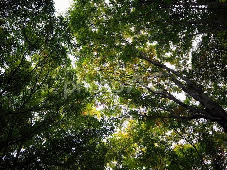 木々を見上げる 自然,木,木漏れ日の写真素材