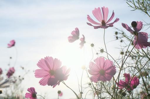 コスモス コスモス,秋桜,秋の写真素材