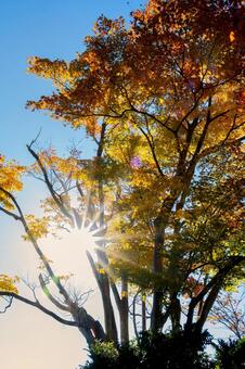 逆光のフレアと光芒 秋晴れの空と紅葉 紅葉,黄葉,秋の写真素材