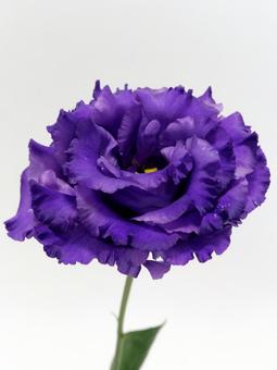 紫色のトルコキキョウの花 紫色のトルコキキョウの花 花,トルコキキョウ,リシアンサスの写真素材