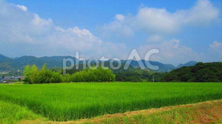 田園風景 田園,風景,稲の写真素材