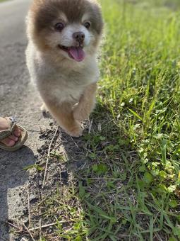 Walking with a smile, JPG Walking with a smile, JPG