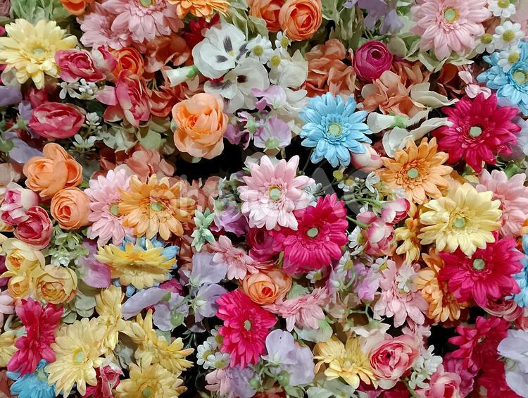 一面の花（ガーベラ）背景 壁紙 花,背景,デスクトップの写真素材