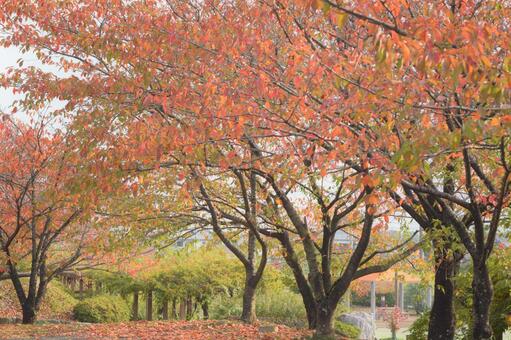 風景_秋06 風景_秋06の写真