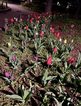 夜の花壇 夜の花壇の写真