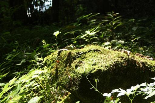 日光にあたっている苔の写真 苔,森,植物の写真素材