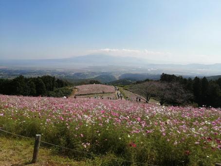 コスモスの写真