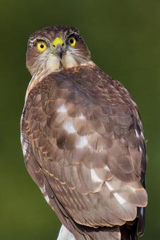 こちらを見るツミの幼鳥 ツミ,雀鷹,タカの写真素材