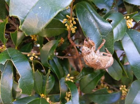 金木犀の葉に蝉の抜け殻 蝉,抜け殻,葉の写真素材