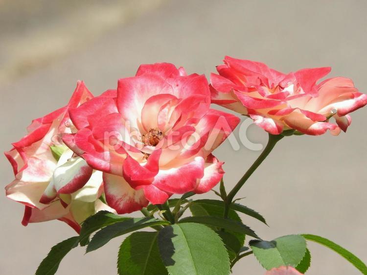 夏に咲く 花,自然,風景の写真素材