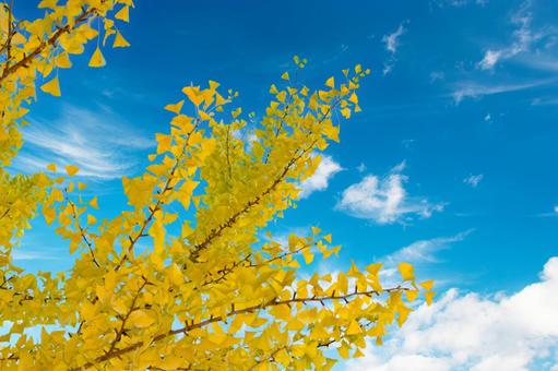 紅葉したイチョウ6 イチョウ,秋,銀杏の写真素材