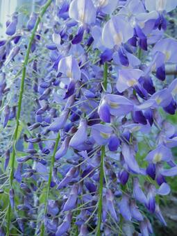 藤の花 藤の花の写真