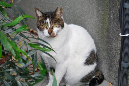 街中で見かけた野良ねこ7　猫素材　背景 ネコ,野良猫,可愛いの写真素材