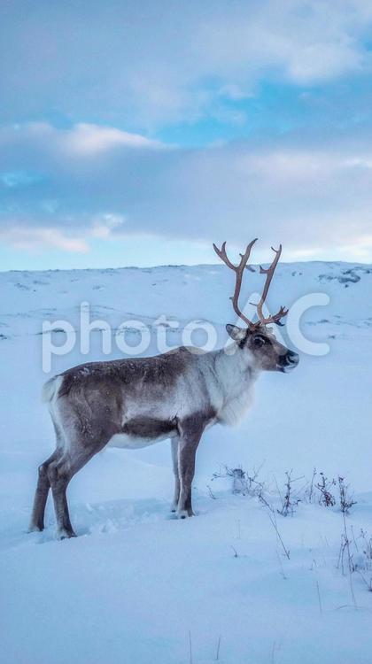 雪の中のトナカイ　クリスマス　動物 雪,トナカイ,クリスマスの写真素材