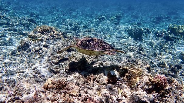 沖縄の珊瑚の海を泳ぐアオウミガメ アオウミガメ,ウミガメ,カメの写真素材