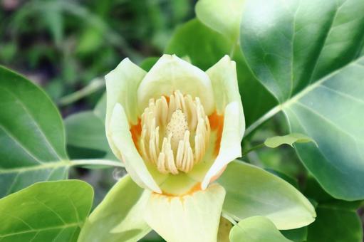 ユリノキの花 ユリノキの花 ユリノキ,花,植物の写真素材