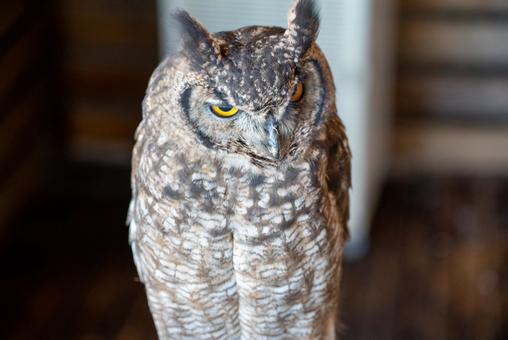 鋭い眼光のフクロウ フクロウ,鳥,猛禽類の写真素材
