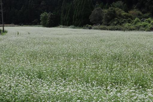 白い満開のそばの花の花畑 白い満開のそばの花の花畑 白い,満開,そばの写真素材