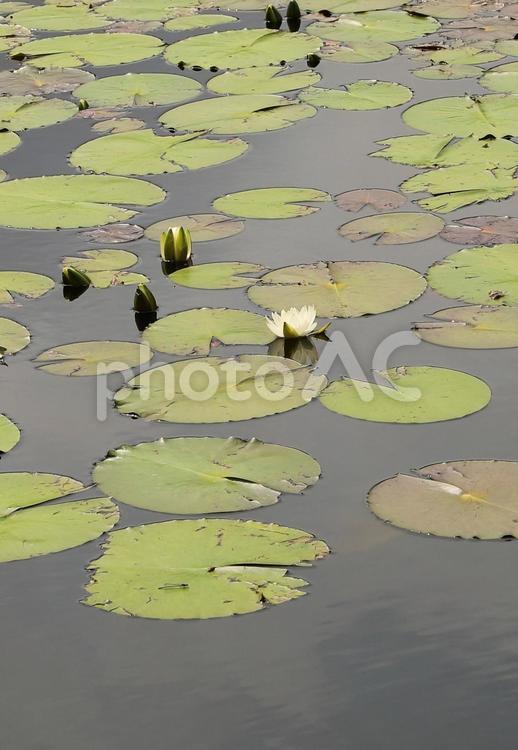 いもり池に咲くスイレン1 湖,風景,自然の写真素材