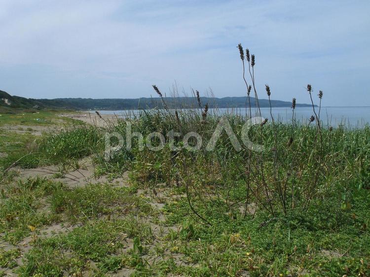 佐渡島の「素浜」海岸 素浜,海岸,佐渡島の写真素材