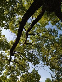 木漏れ日 木漏れ日 自然,木,木漏れ日の写真素材