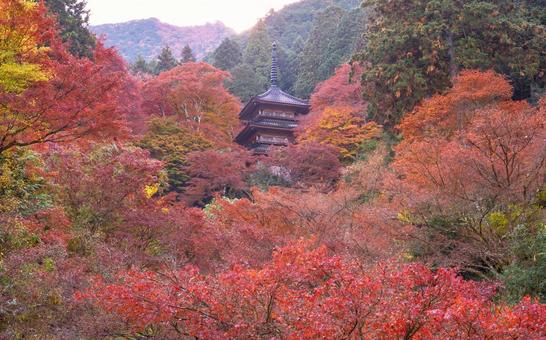 紅葉が見頃の高源寺（兵庫県丹波市） 高源寺,丹波市,兵庫県の写真素材