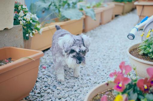 ミニチュアシュナウザー シュナウザー,ミニシュナ,犬の写真素材