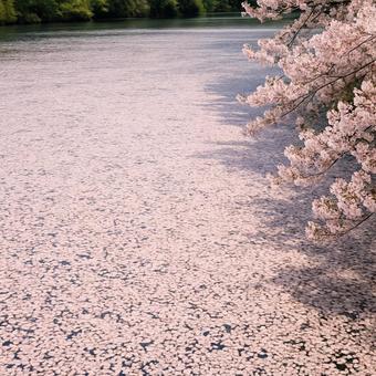 花筏:水面を埋め尽くす桜の花びらの絶景 花筏:水面を埋め尽くす桜の花びらの絶景の写真