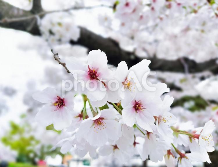 開花したソメイヨシノの花 桜,サクラ,ソメイヨシノの写真素材