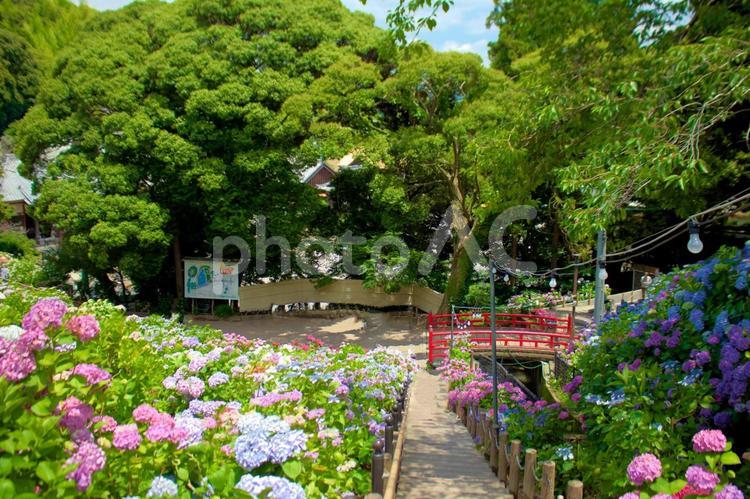 [愛知県]蒲郡市の形原温泉あじさいの里 あじさい,紫陽花,開花の写真素材
