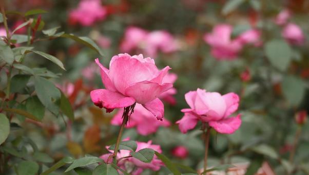 雨上がりの秋バラに恋して 薔薇,バラ,ピンクの写真素材