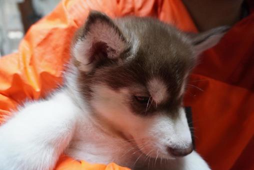 アラスカンマラミュートの赤ちゃん アラスカンマラミュート,アラスカン・マラミュート,子犬の写真素材