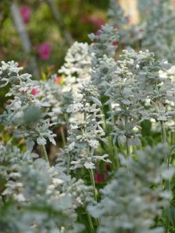 郊外の花壇に咲いた白いラベンダーの写真