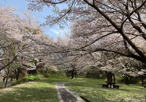 公園と桜 公園と桜の写真