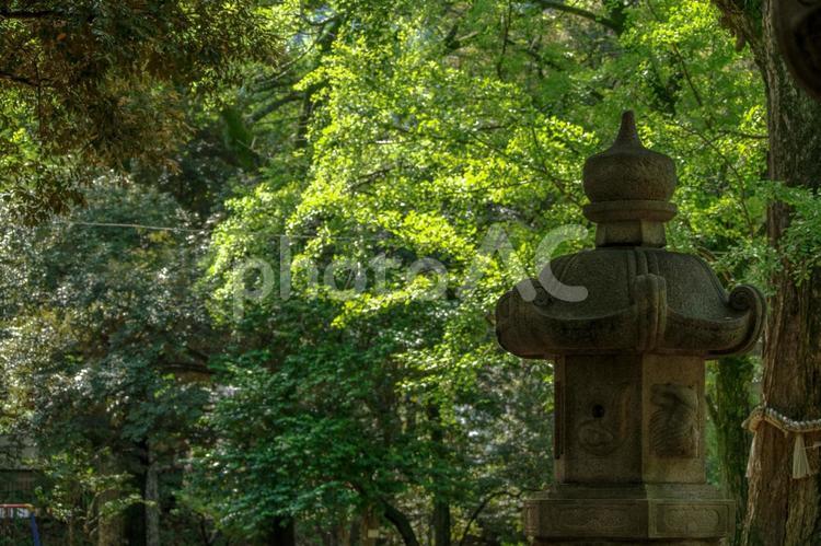東京赤坂にある氷川神社の境内 境内,日本,杜の写真素材