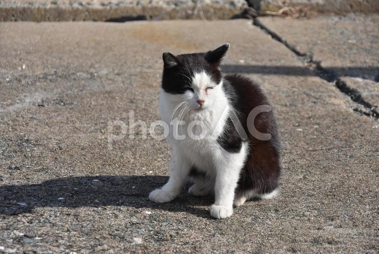 猫島相島のねこちゃん  ねこ,ネコ,猫の写真素材