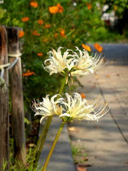 遊歩道脇の花壇に咲く白いヒガンバナ ヒガンバナ,花,植物の写真素材