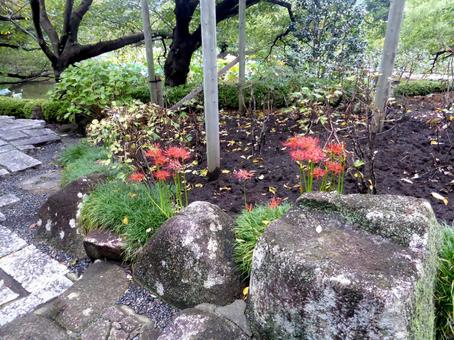鶴岡八幡宮・ぼたん園内のヒガンバナ ヒガンバナ,花,植物の写真素材