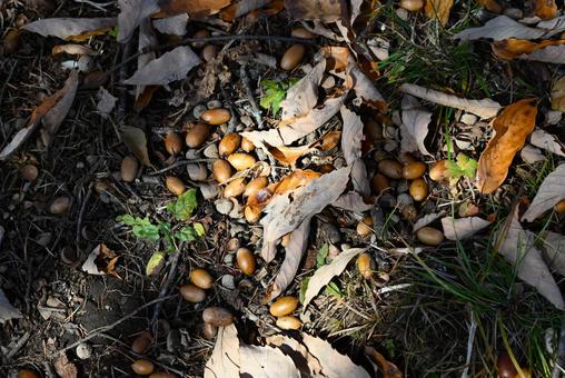 どんぐり どんぐり,枯れ葉,落ち葉の写真素材